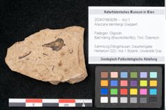Foto (Objekt + Etikett) von Araucaria sternbergii Goeppert (NHMW-GEO-2024-0188-8289)